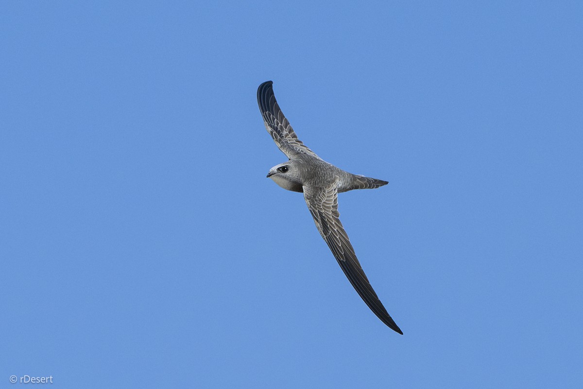 Pallid Swift - ML645854768