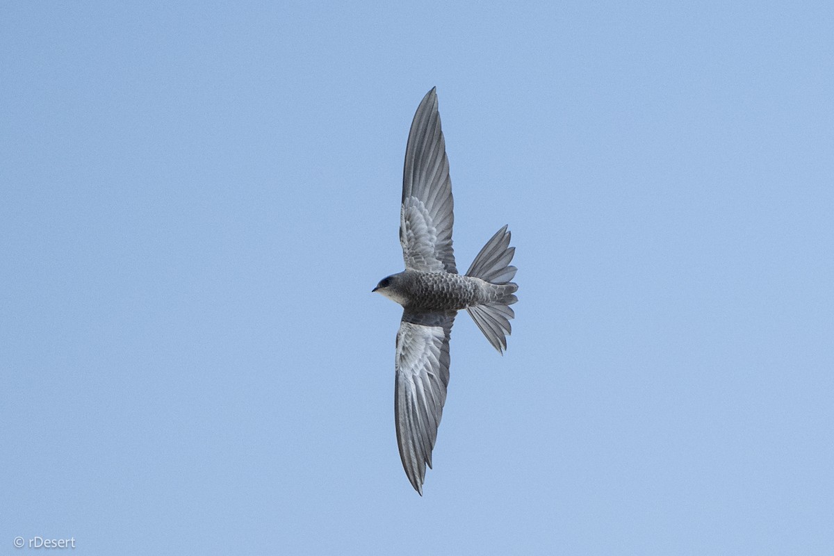 Pallid Swift - ML645854769