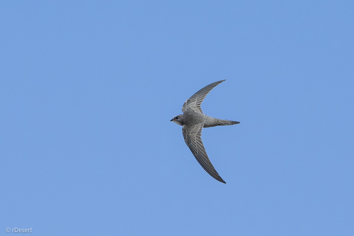 Pallid Swift - ML645854770