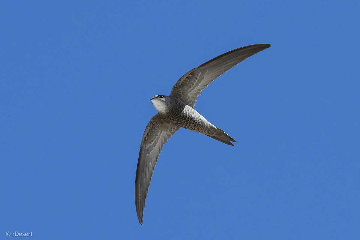 Pallid Swift - ML645854771