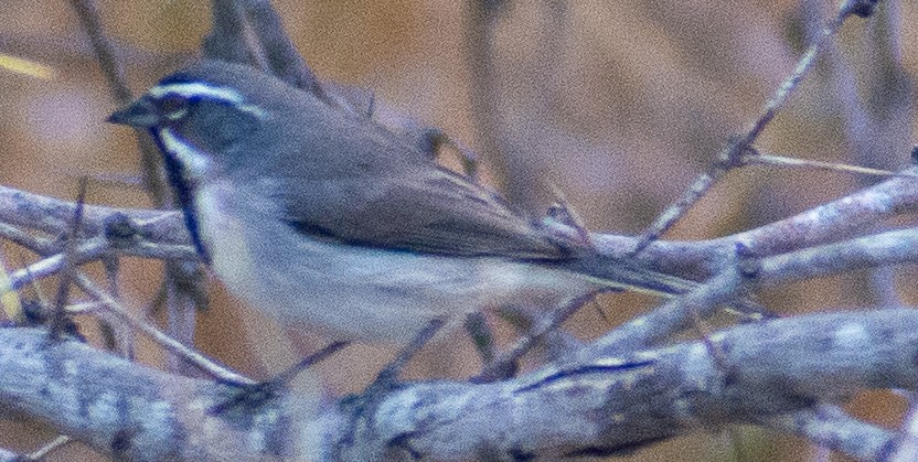 Black-throated Sparrow - ML645854772