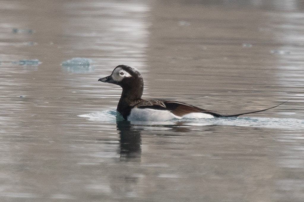 Long-tailed Duck - ML645854775