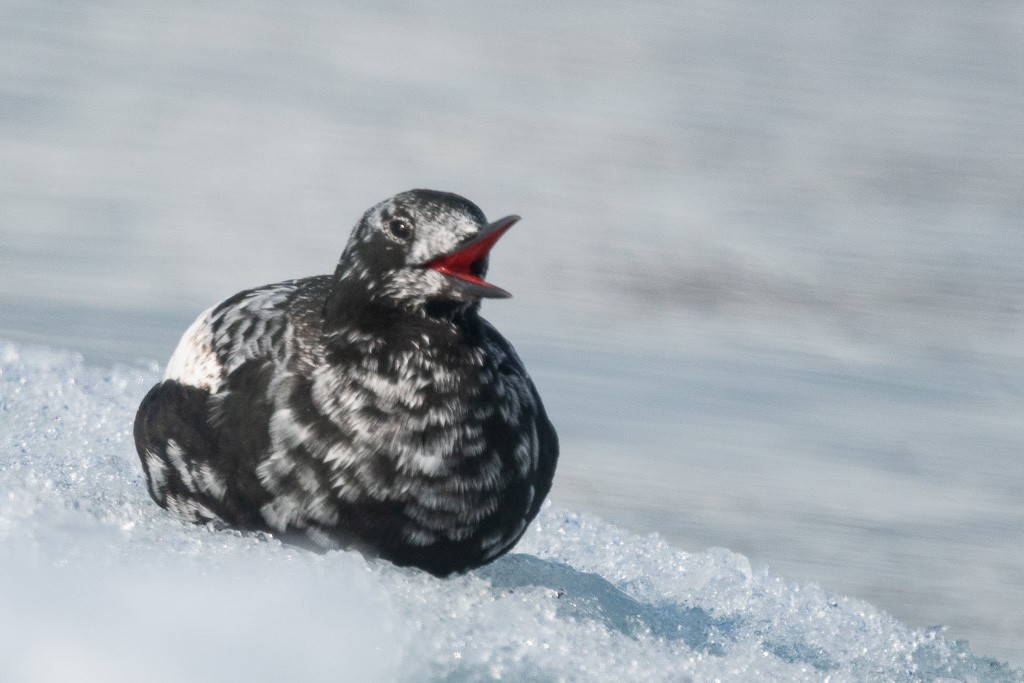 Black Guillemot (mandtii) - ML645854779