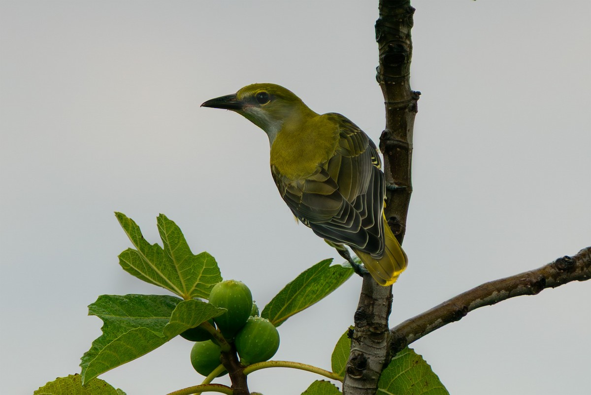 Eurasian Golden Oriole - ML645854782