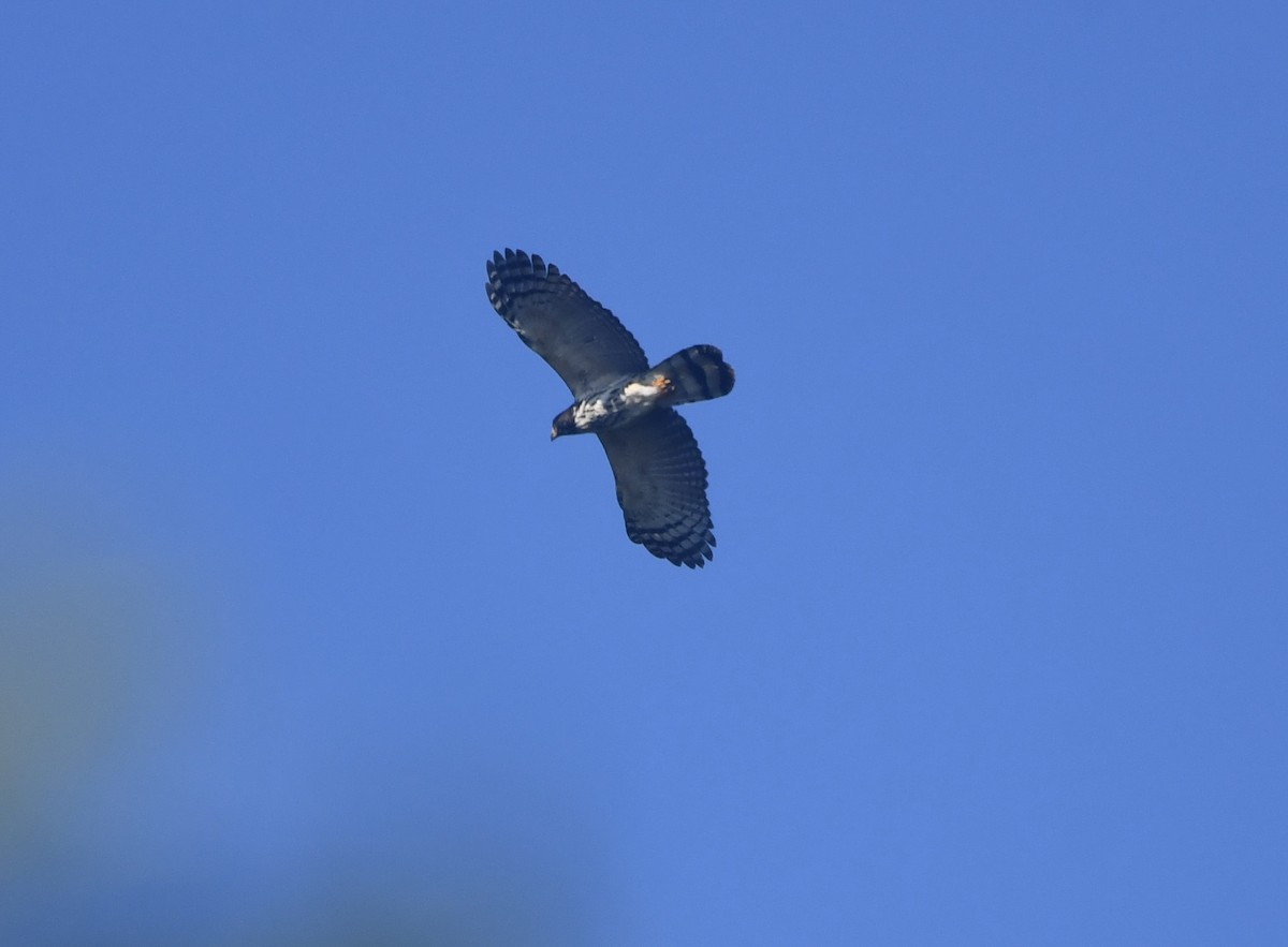 Gray-headed Kite - ML645854789