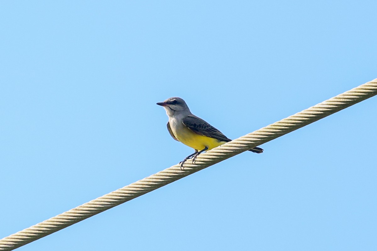 Western Kingbird - ML645854790