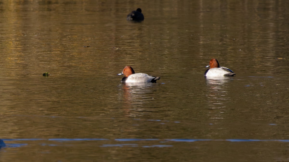 Tafelente - ML645854792