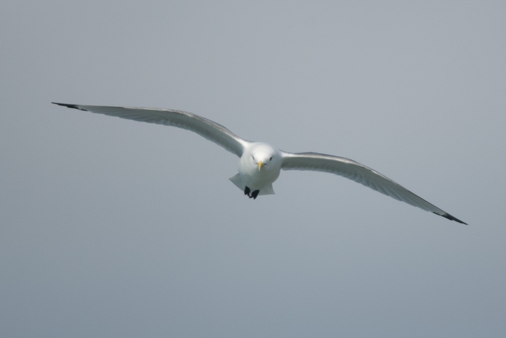 Kara Ayaklı Martı (tridactyla) - ML645854793