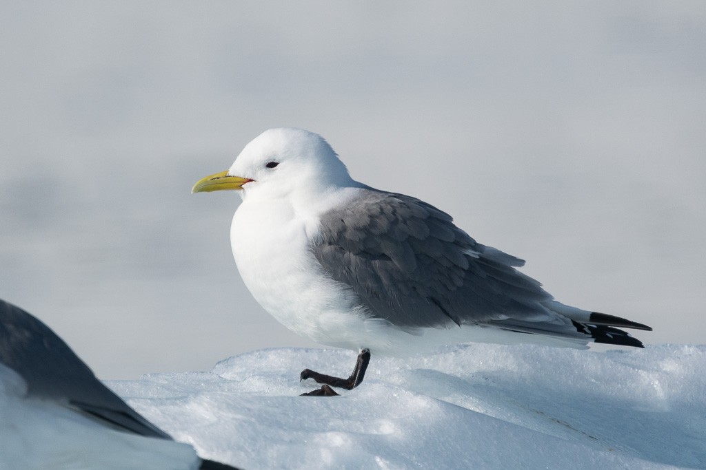 Kara Ayaklı Martı (tridactyla) - ML645854794