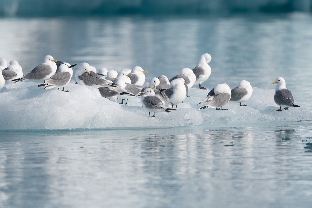 Kara Ayaklı Martı (tridactyla) - ML645854795