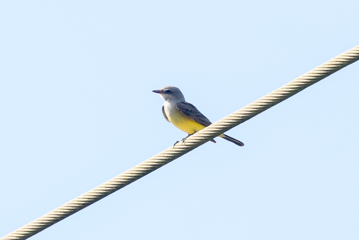 Western Kingbird - ML645854799