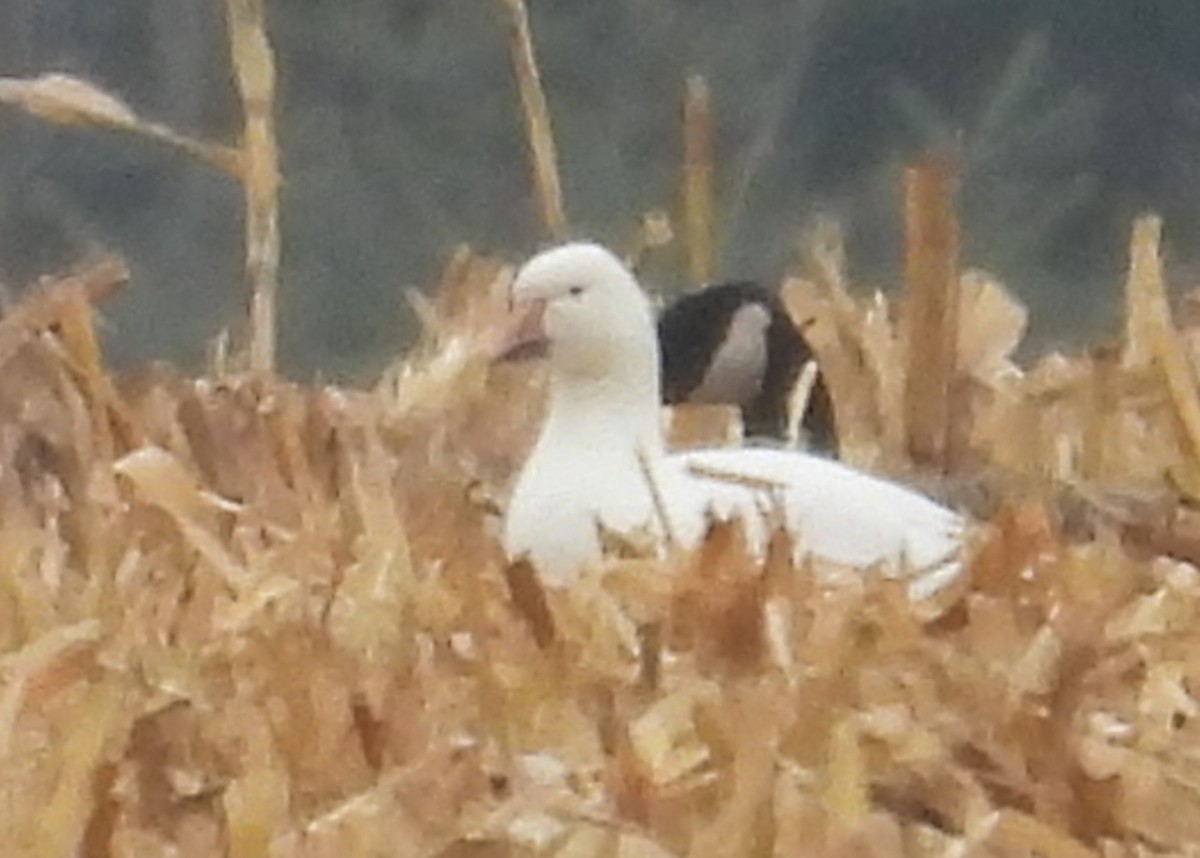 Snow Goose - ML645854804