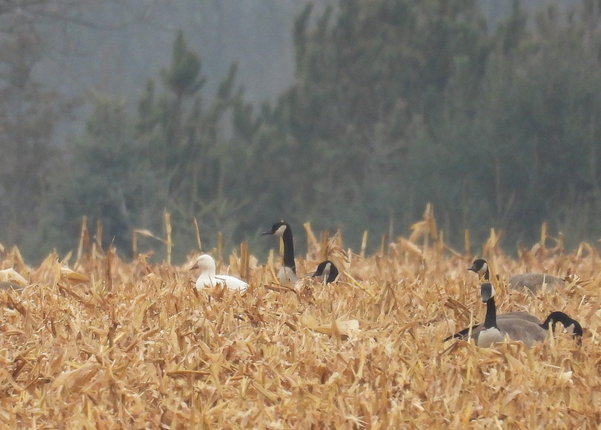 Snow Goose - ML645854805