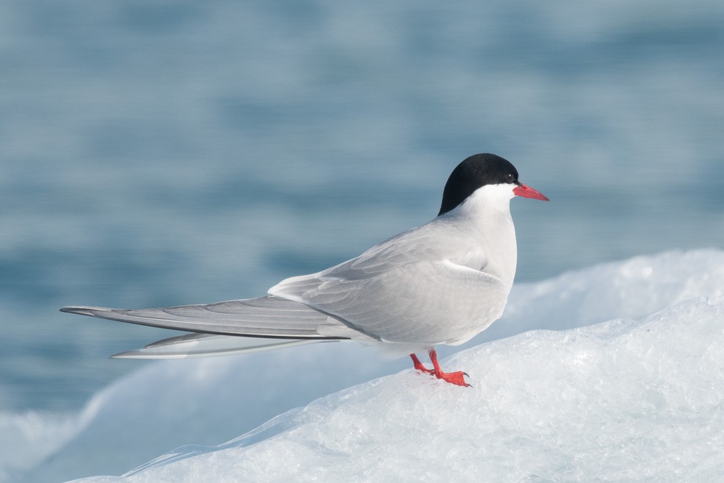 Arctic Tern - ML645854809