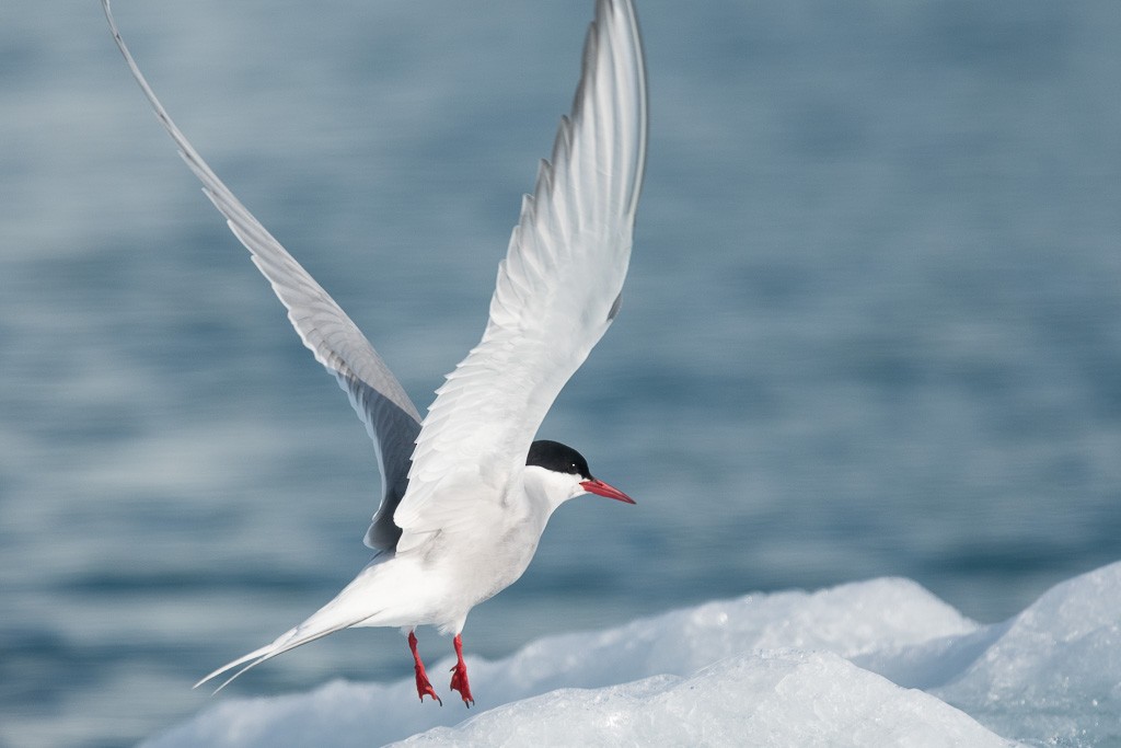 Arctic Tern - ML645854810