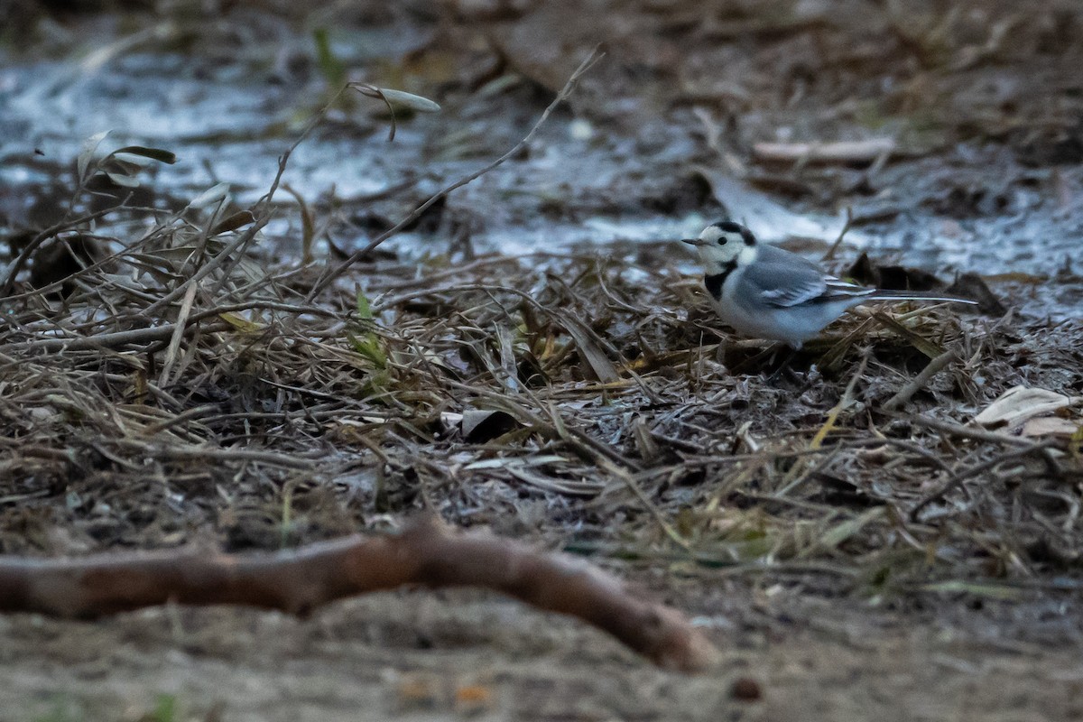 Bergeronnette grise - ML645854819