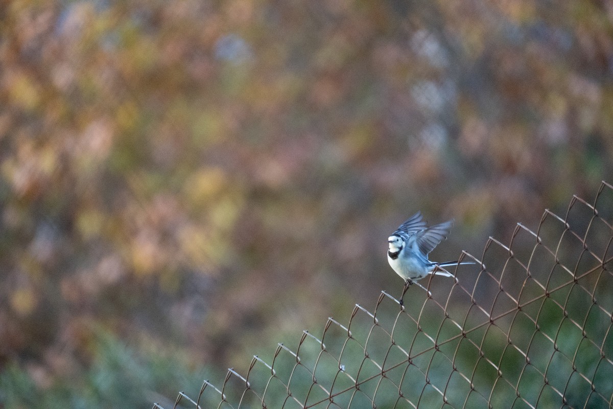 Bergeronnette grise - ML645854820