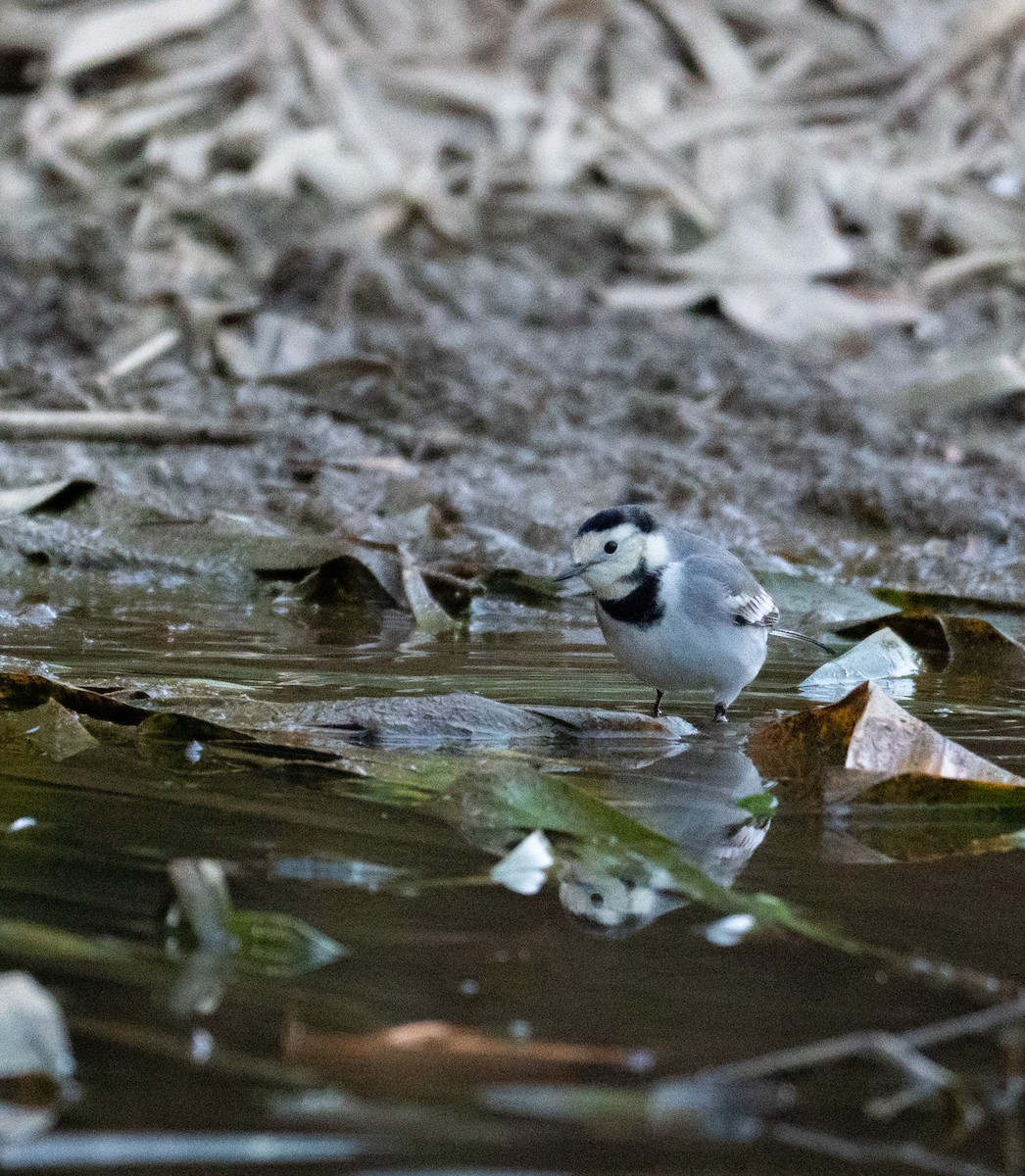 Bergeronnette grise - ML645854822