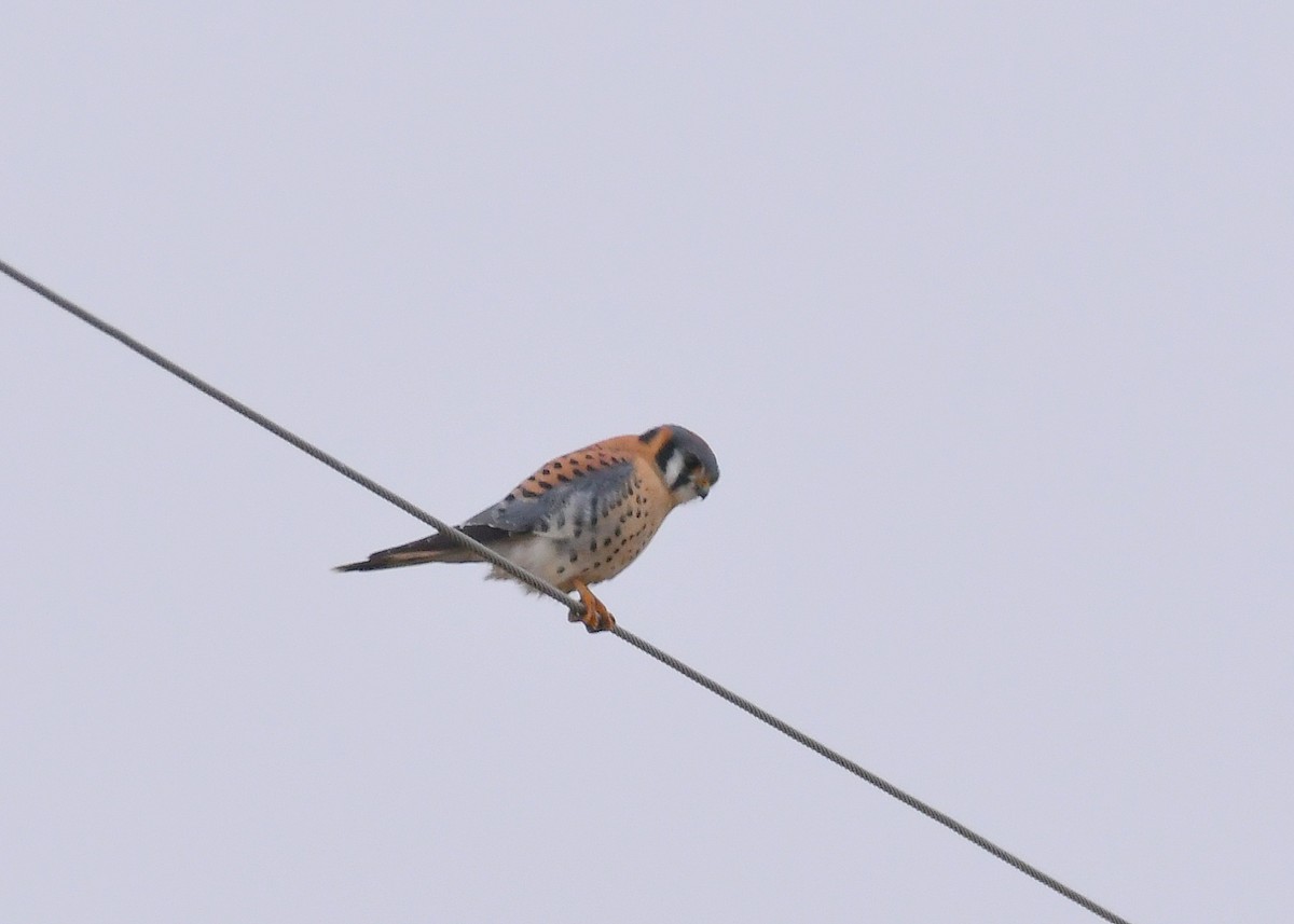 American Kestrel - ML645854825