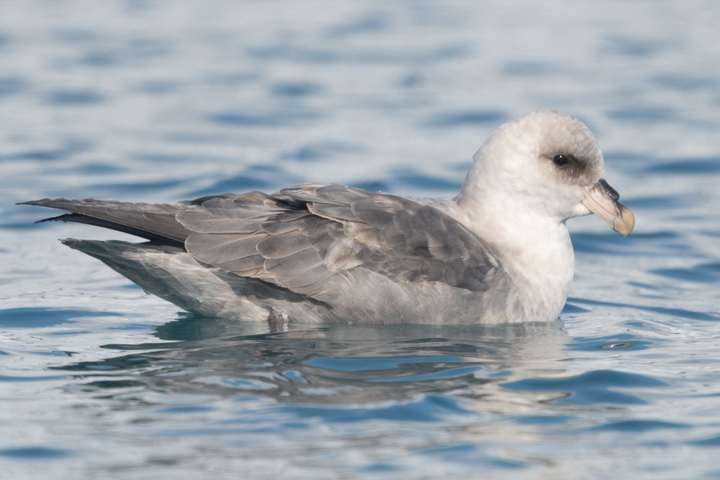 Northern Fulmar (Atlantic) - ML645854827