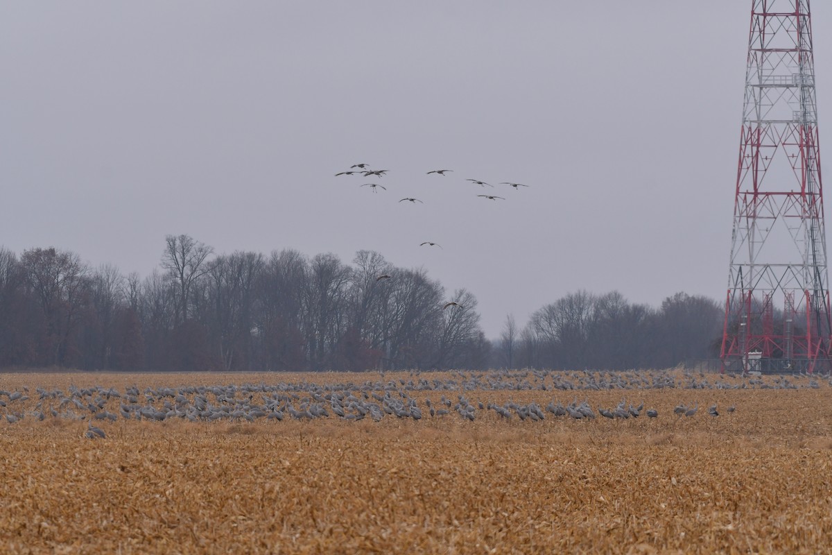 Sandhill Crane - ML645854829