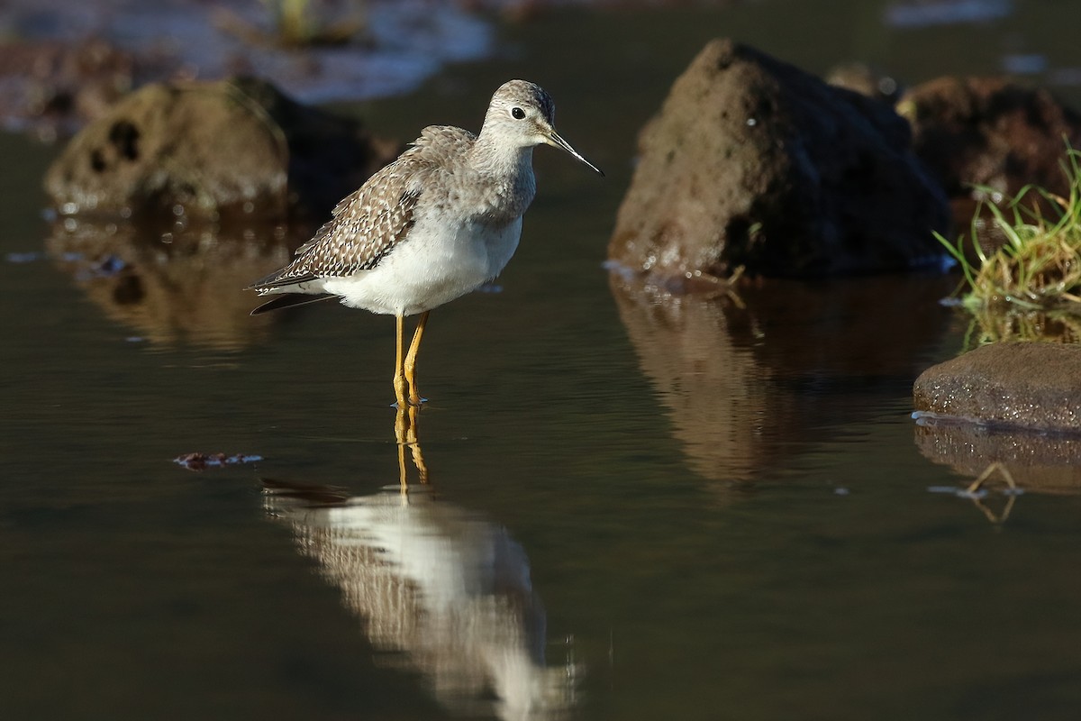 Totano zampegialle minore - ML645854832