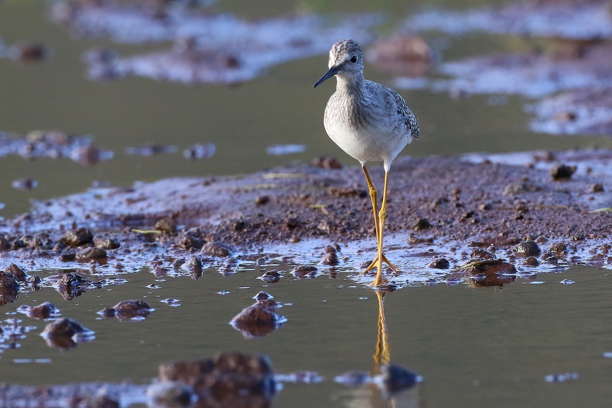 Totano zampegialle minore - ML645854833