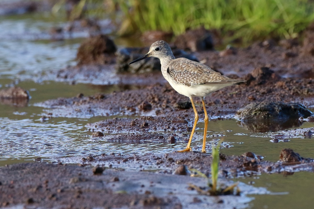 Totano zampegialle minore - ML645854834