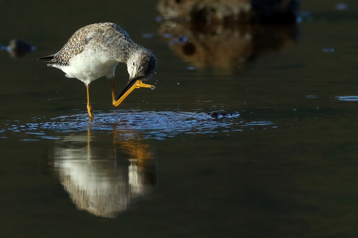 Totano zampegialle minore - ML645854835