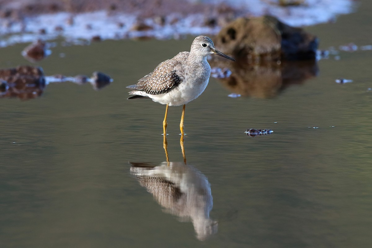 Totano zampegialle minore - ML645854836