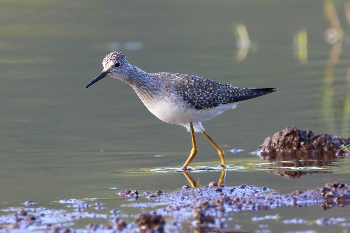 Totano zampegialle minore - ML645854837