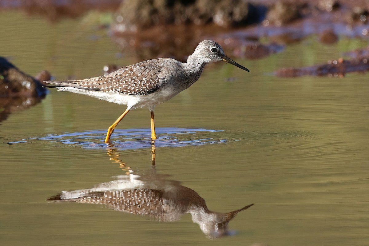 Totano zampegialle minore - ML645854838