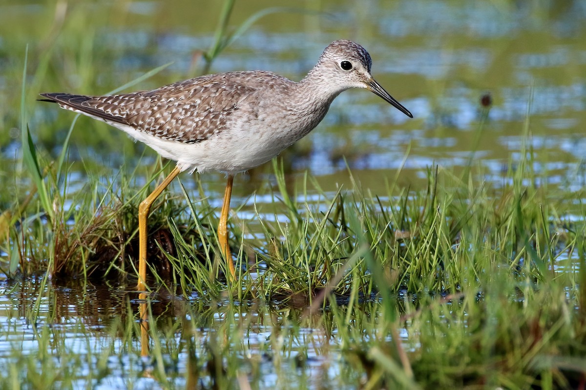 Totano zampegialle minore - ML645854839