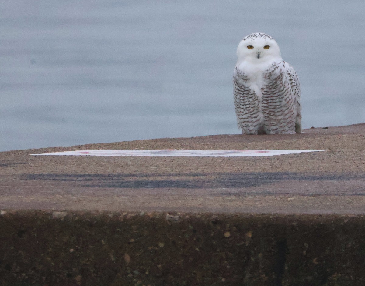 לילית שלג - ML645854851