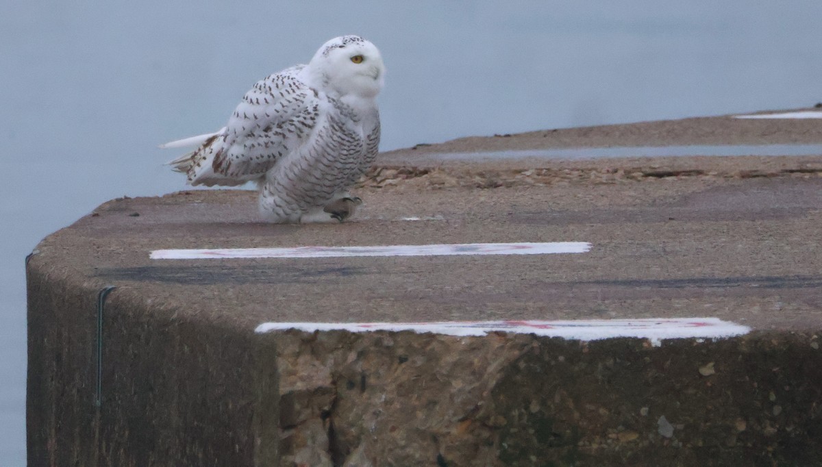 לילית שלג - ML645854852