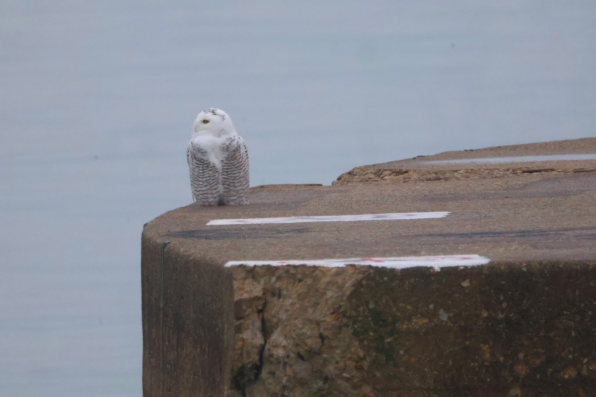 לילית שלג - ML645854853