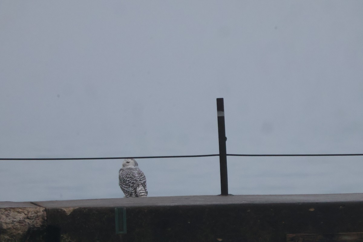 לילית שלג - ML645854854