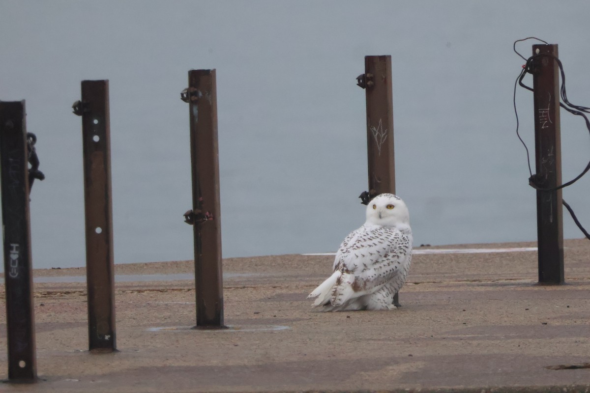 לילית שלג - ML645854855