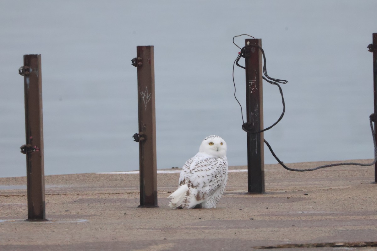לילית שלג - ML645854856