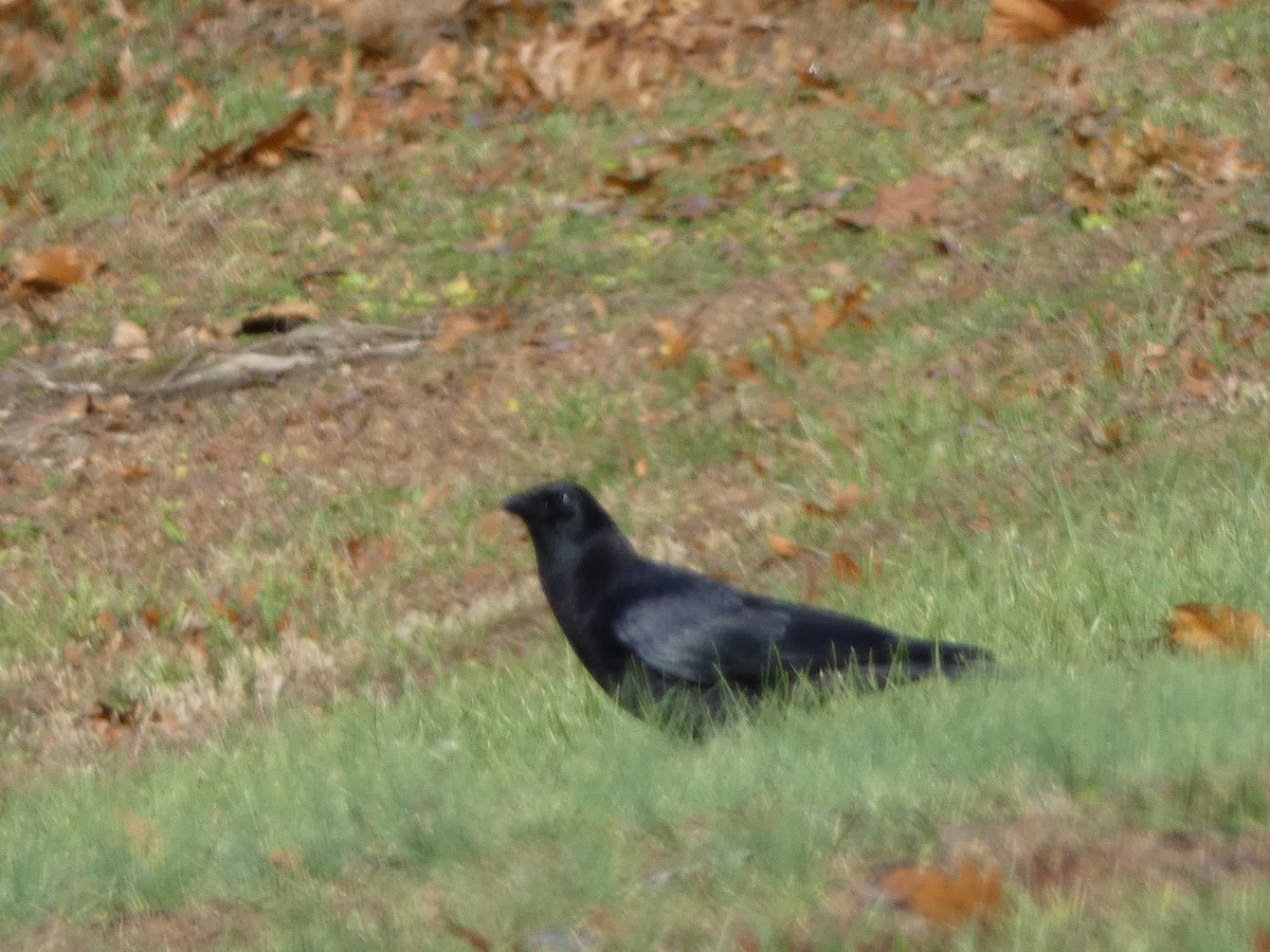 American Crow - ML645854857