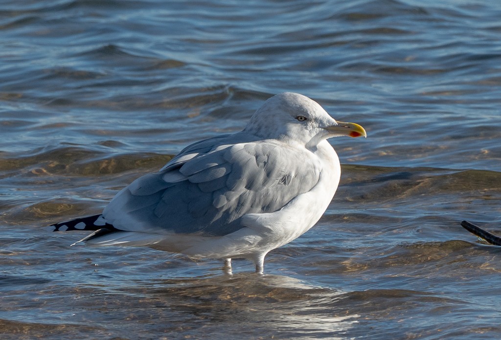 American Herring Gull - ML645854858