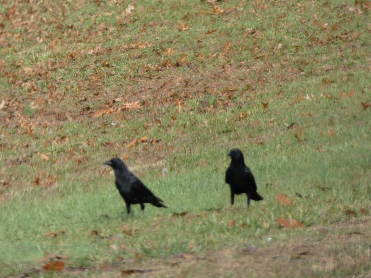 American Crow - ML645854861
