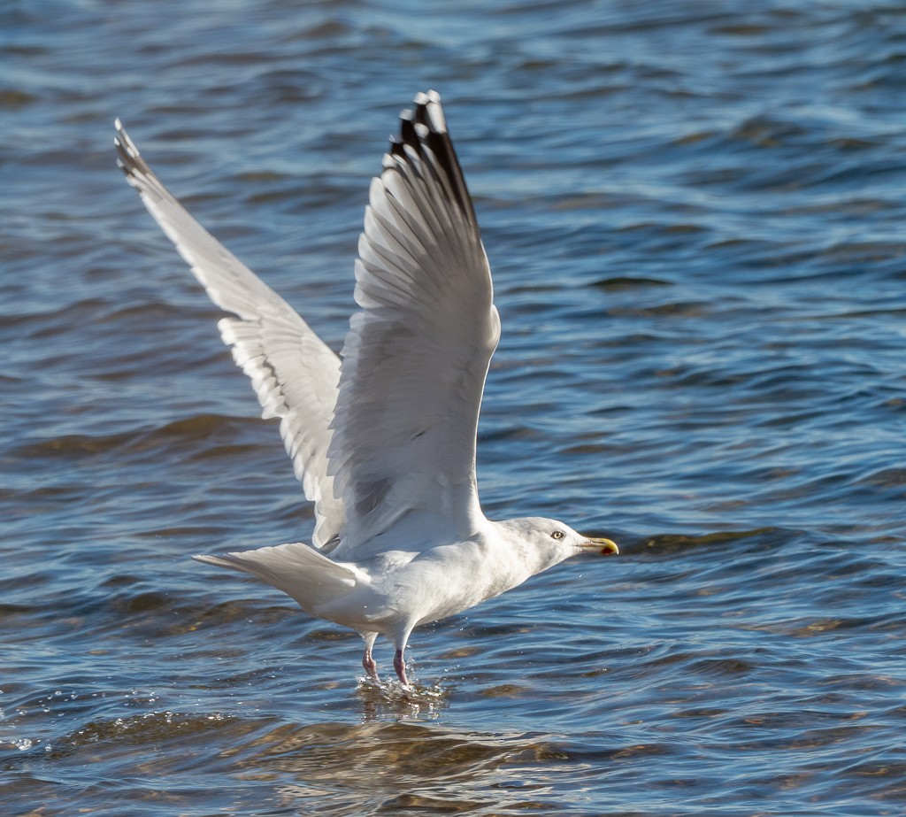 American Herring Gull - ML645854866