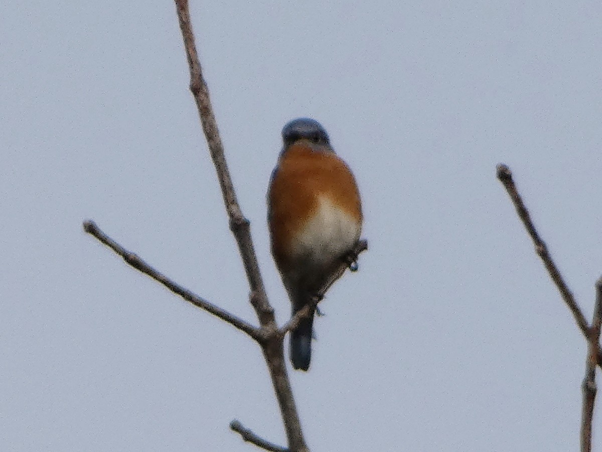 Eastern Bluebird - ML645854869