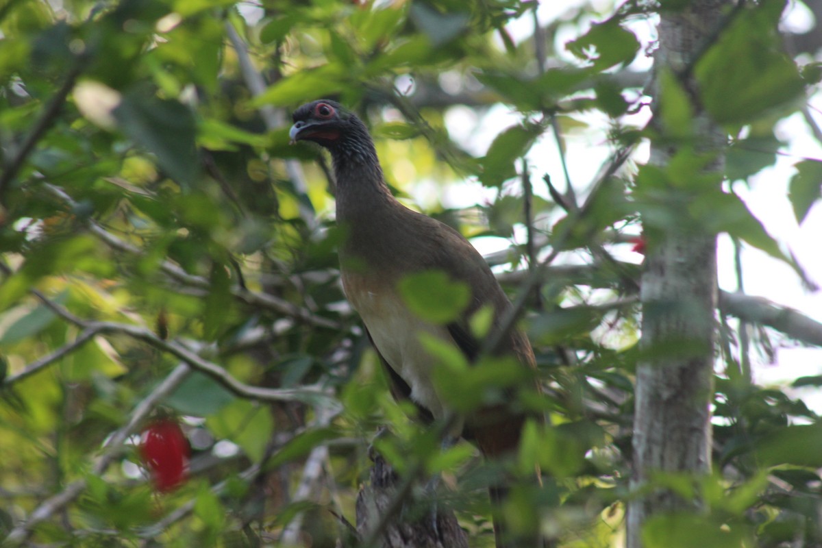 West Mexican Chachalaca - ML645854871