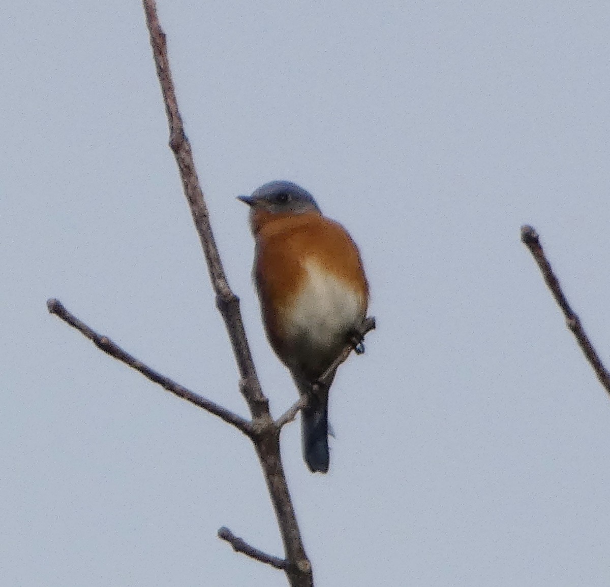 Eastern Bluebird - ML645854872