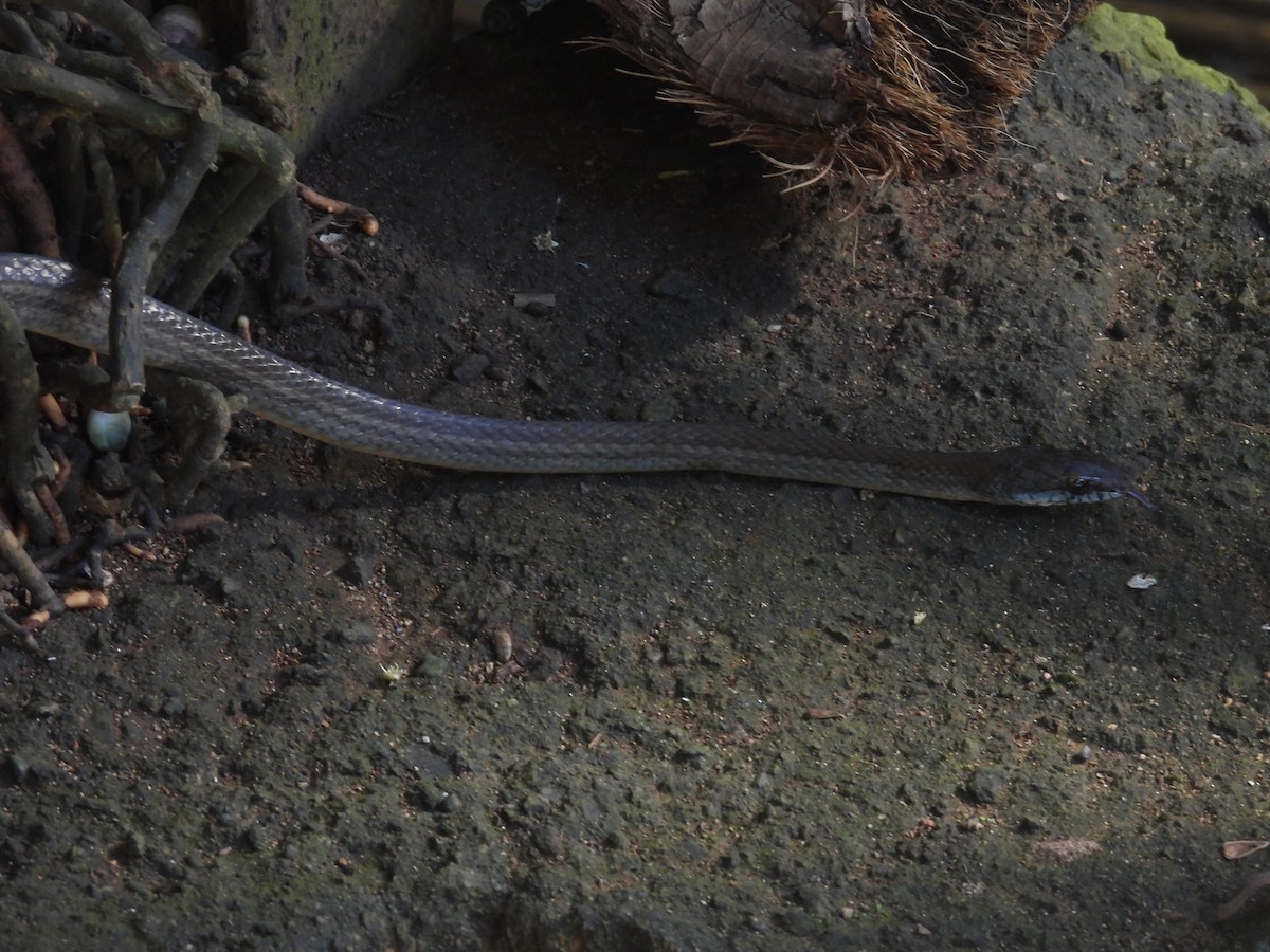 Salmon-bellied Racer - ML645854877