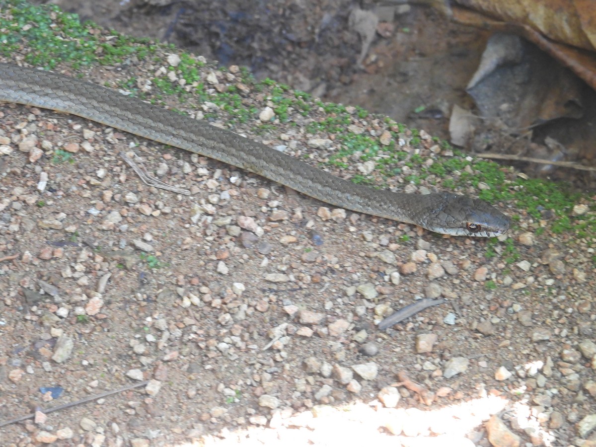 Salmon-bellied Racer - ML645854878