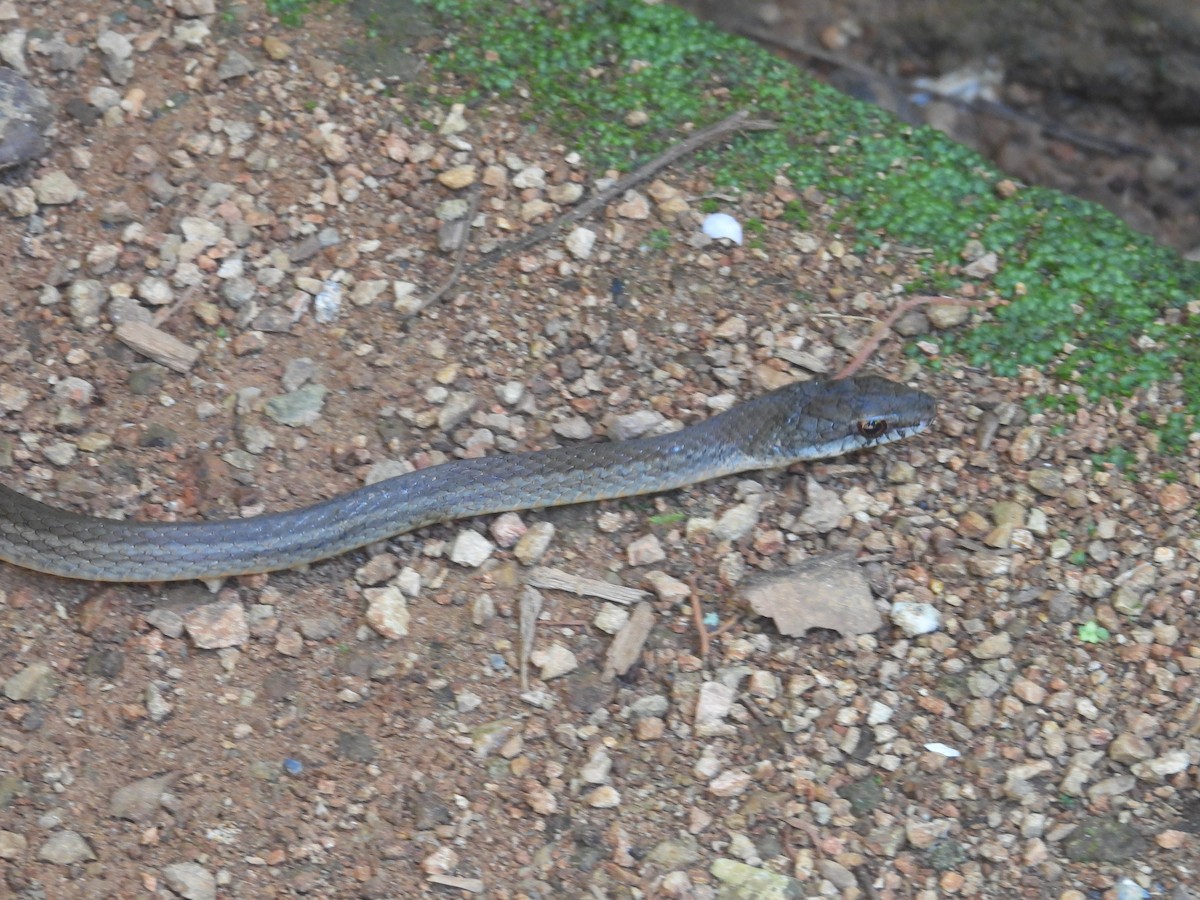 Salmon-bellied Racer - ML645854879