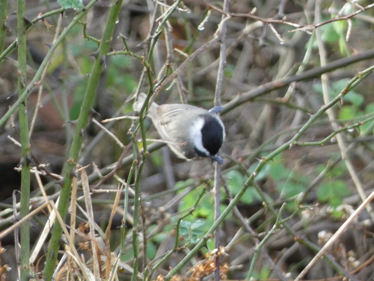 Carolina Chickadee - ML645854884